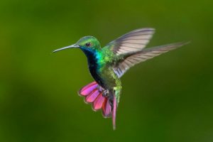 Colibri